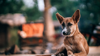 Illustration : Ces idées novatrices pour lutter contre les abandons de chiens en ville