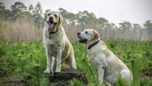 Illustration : Un ancien gendarme sauve 2 chiens attachés à un arbre dans le lit d’une rivière