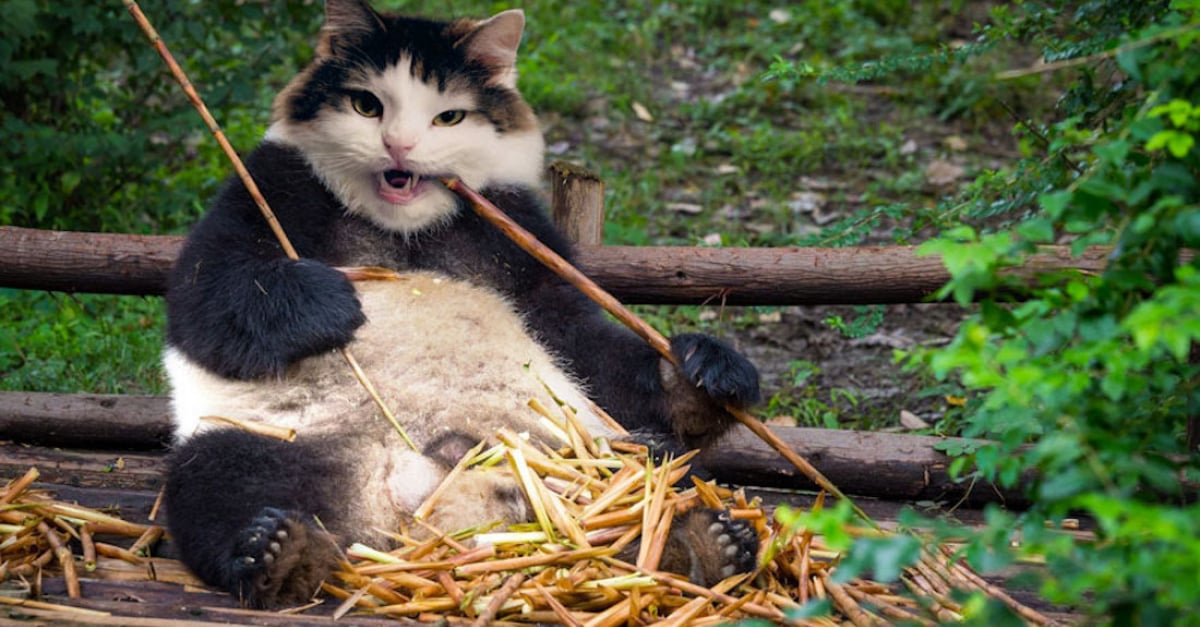 Adepte Du Montage Elle Place La Tete De Ses Chats Sur Toute Sorte D Animaux