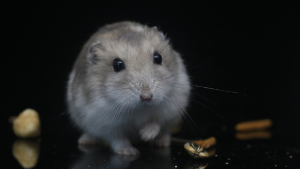 Illustration : Les problèmes bucco-dentaires chez le hamster