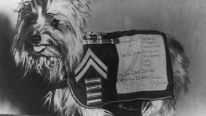 Illustration : Errant pendant la seconde guerre mondiale, Ce chien sauve des soldats et devient le premier chien d'assistance ! 