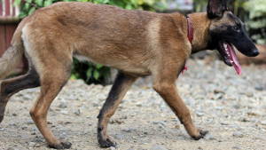 Illustration : Un chien sauve la vie de son maître, pris en chasse par un sanglier