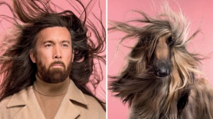 Illustration : Ces chiens qui ressemblent à leur maître, par le photographe Gerrard Gethings