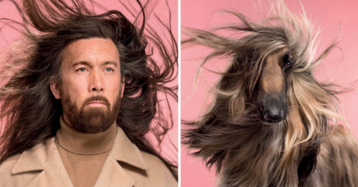 Ces Chiens Qui Ressemblent à Leur Maître Par Le Photographe Gerrard Gethings