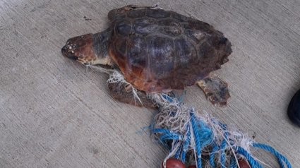 Illustration : Des marins sauvent une tortue marine prisonnière de filets de pêche et la rende à son habitat naturel (Vidéo)