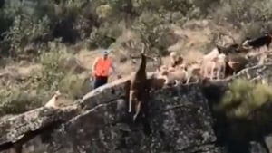 Illustration : Plusieurs chiens et un cerf tombent d’une falaise après une partie de chasse qui fait scandale