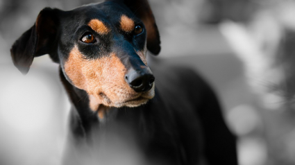 Illustration : Un chien défèque dans un jardin et est accusé de crime raciste