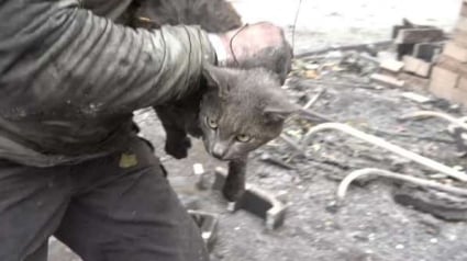 Illustration : Le sauvetage d'un chat sauvé après les feux de forêt en Californie (vidéo)