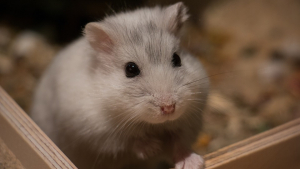 Illustration : Soins et hygiène à apporter à son hamster