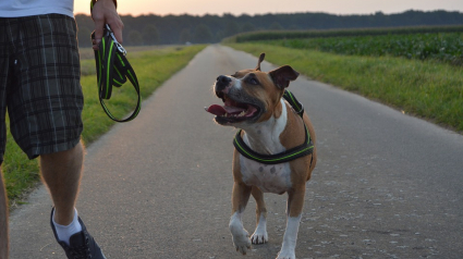 Illustration : Un chien promené sans muselière agresse un petit garçon de 4 ans