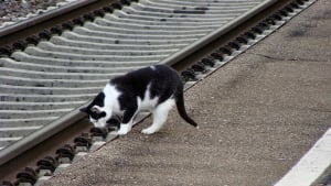 Illustration : Une ville lance un train à chats pour lutter contre l’abandon des félins