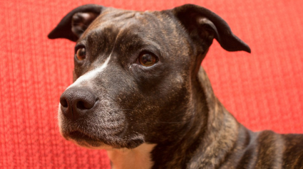 Illustration : Placé en garde à vue pour avoir battu son chien, on le lui rend à sa sortie…