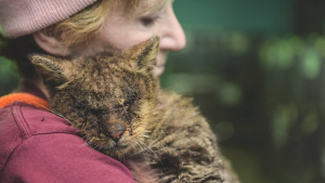 Illustration : Ce chat malade que personne ne voulait toucher a eu droit à son premier câlin