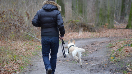 Illustration : Retrouvailles entre un maître et sa chienne qu'il pensait avoir perdu dans un incendie