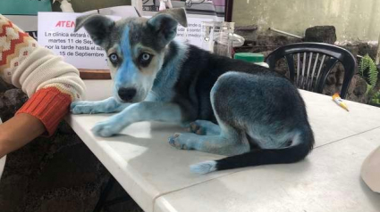 Illustration : Surprise chez le vétérinaire lorsqu'ils voient arriver un chien bleu ! 