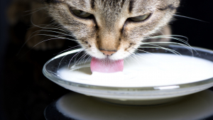 Illustration : Peut-on donner du lait à son chat ?