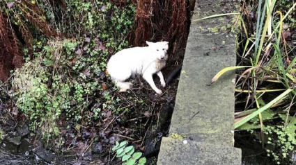 Illustration : Une chienne s’enfuit et tombe dans un ravin, des promeneurs volent à son secours