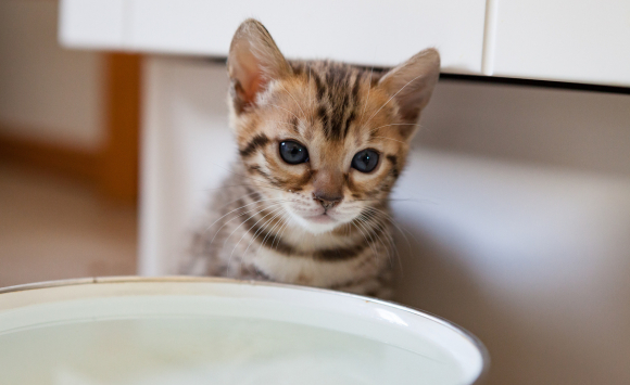 Quels Sont Les Besoins En Eau Chez Votre Chat