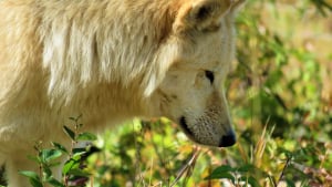 Illustration : Grâce à ce programme, les chiens pourront bientôt détecter les cellules cancéreuses