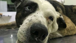 Illustration : Un chien errait, une tumeur à l’oreille, 3 femmes s'arrêtent pour lui sauver la vie 