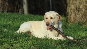 Illustration : En creusant dans son jardin, son chien découvre une dent de mammouth laineux !