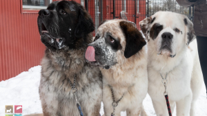 Illustration : La famille parfaite a enfin été trouvée pour cette fratrie de 3 chiens inséparables