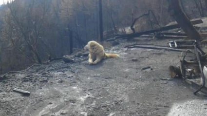 Illustration : Feux de forêt en Californie : devant la maison de ces maîtres, un chien a attendu leur retour pendant un mois