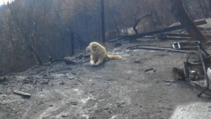 Illustration : Feux de forêt en Californie : devant la maison de ces maîtres, un chien a attendu leur retour pendant un mois