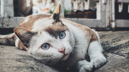 Illustration : Une chatte errante rouée de coups et jetée contre un mur, sauvée de justesse par une bénévole 