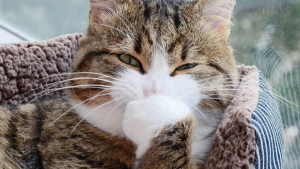Illustration : 27 photos de chats qui sont devenus de "véritables" stars sur le web ! 