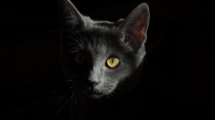 Illustration : Un chat sauvé par les pompiers dans l'incendie de la maison de ses propriétaires