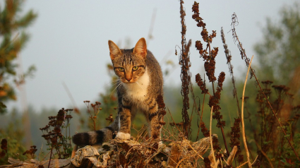 Illustration : La disparition de nombreux chats inquiète, l’hypothèse d’un empoisonnement privilégiée