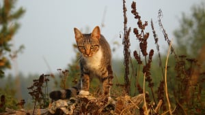 Illustration : La disparition de nombreux chats inquiète, l’hypothèse d’un empoisonnement privilégiée