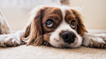 Illustration : Il faisait vivre des chiens dans des clapiers à lapin, un homme condamné par la justice