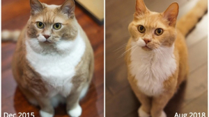 Illustration : 10 chats et chiens qui ont brillamment vaincu l'obésité