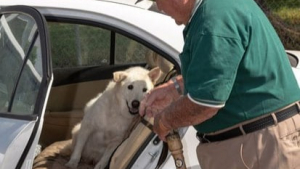 Illustration : Sans l'aide de ce militaire à la retraite, ce chien "trop" âgé aurait du quitter ce monde (Vidéo)