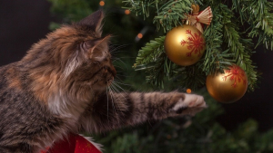 Illustration : Comment protéger son sapin des griffes de son chat ?