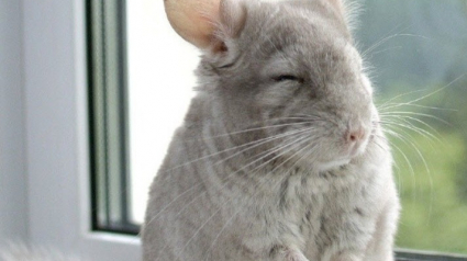 Illustration : 20 photos de Chinchillas qui vous feront tomber amoureux de ce petit rongeur