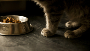 Illustration : La perte d’appétit du chat