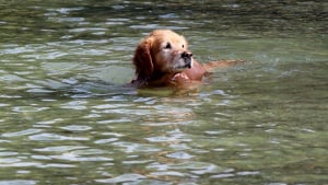 Illustration : Une femme tombe dans l’eau d’un étang gelé en voulant secourir son chien