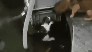 Illustration : (Vidéo) Un chien sauve in-extremis un chat de la noyade