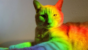 Illustration : 16 photos prouvant que les chats sont des œuvres d'art vivantes