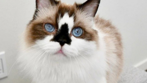 Illustration : Découvrez les 19 chats les plus photogéniques du web 