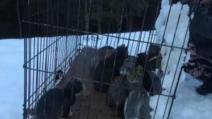 Illustration : 12 chatons abandonnés dans la neige et frigorifiés, sauvés grâce à un groupe de bénévoles