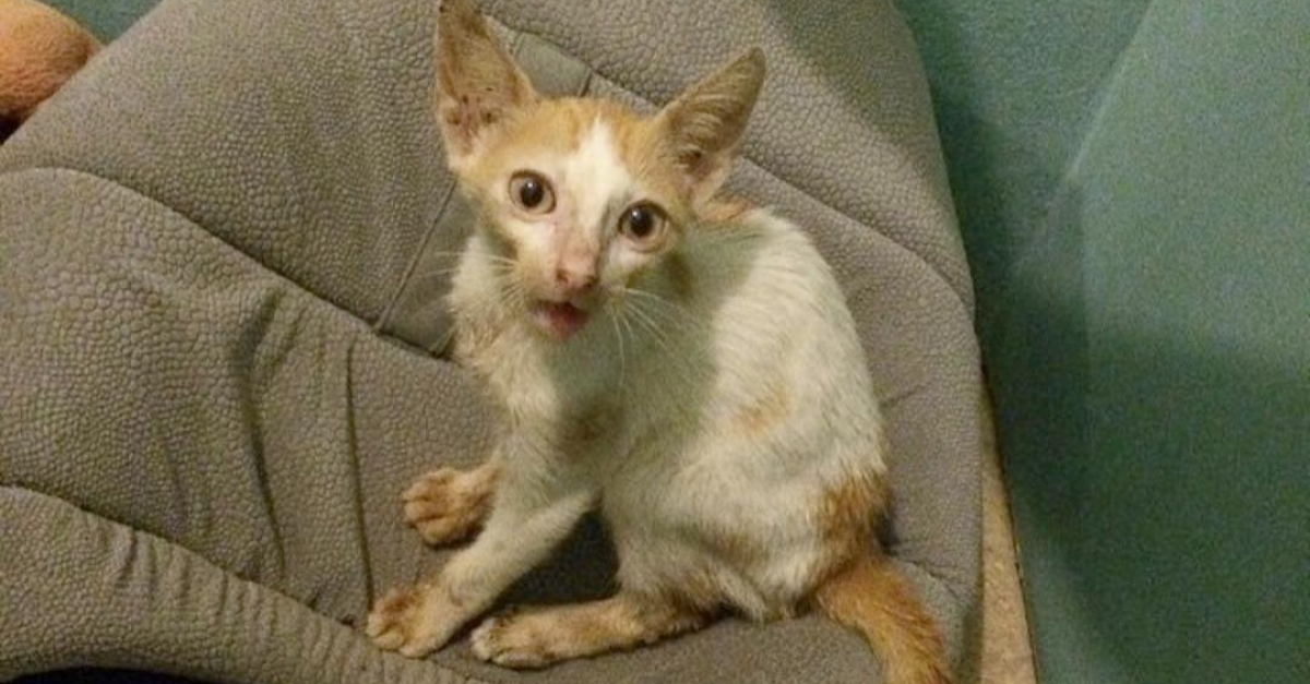 Ce Chaton A La Machoire Cassee Semblait Condamne Mais Une Femme Au Grand Cœur A Cru En Lui