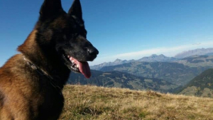 Illustration : Savoie : Un jeune skieur miraculeusement sauvé grâce au chien gendarme