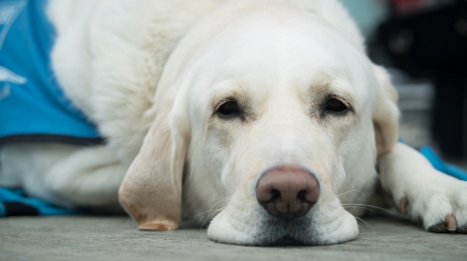 Illustration : Le chien guide d'une bénévole non voyante refoulé de l'église par un prêtre lors d'un repas de Noël