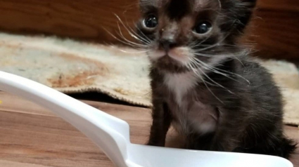 Illustration : Ce chaton n’était pas plus grand qu’une cuillère à soupe lorsqu’il a été secouru