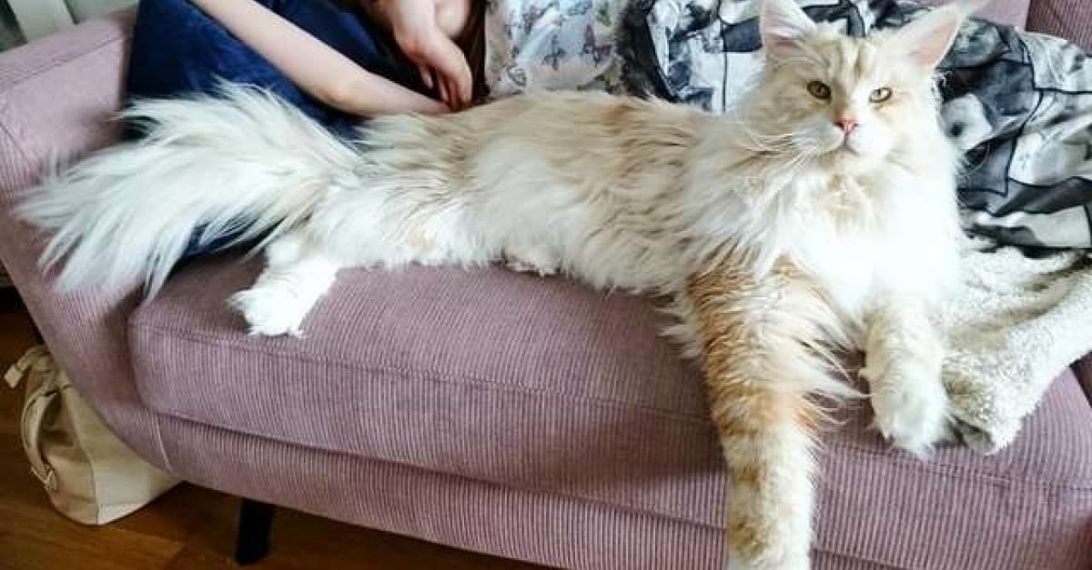 Le Plus Gros Chat Maine Coon Du Monde