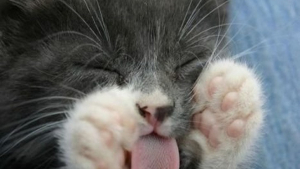 Illustration : Ces 20 photos de chats endormis sont le remède ultime contre la tristesse 